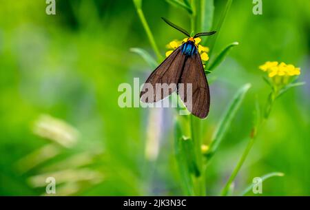 Nahaufnahme einer virgina ctenucha-Tigmote, die Nektar aus einer gelben Baumstämmchensenf-Wildblume sammelt, die an einem warmen Sommertag auf einer Wiese wächst. Stockfoto