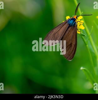 Nahaufnahme einer virgina ctenucha-Tigmote, die Nektar aus einer gelben Baumstämmchensenf-Wildblume sammelt, die an einem warmen Sommertag auf einer Wiese wächst. Stockfoto