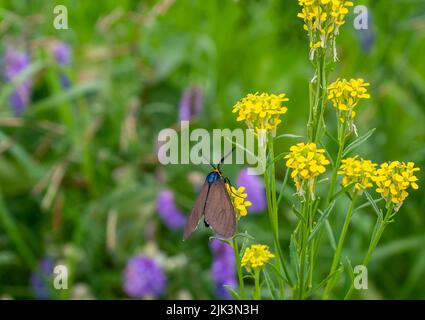 Nahaufnahme einer virgina ctenucha-Tigmote, die Nektar aus einer gelben Baumstämmchensenf-Wildblume sammelt, die an einem warmen Sommertag auf einer Wiese wächst. Stockfoto