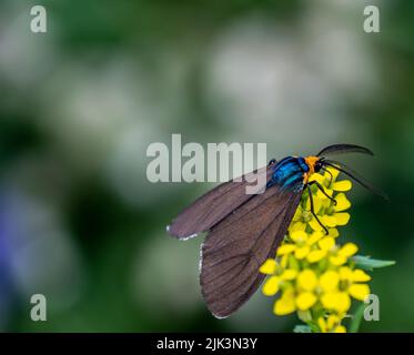 Nahaufnahme einer virgina ctenucha-Tigmote, die Nektar aus einer gelben Baumstämmchensenf-Wildblume sammelt, die an einem warmen Sommertag auf einer Wiese wächst. Stockfoto