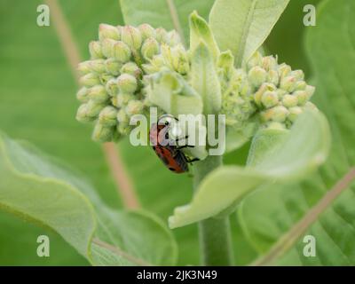 Nahaufnahme eines roten Milchkäfer, der den weißen saft einer Milchkrautpflanze trinkt, die an einem warmen Sommertag im Juni auf einem Feld wächst. Stockfoto