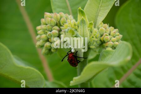Nahaufnahme eines roten Milchkäfer, der den weißen saft einer Milchkrautpflanze trinkt, die an einem warmen Sommertag im Juni auf einem Feld wächst. Stockfoto