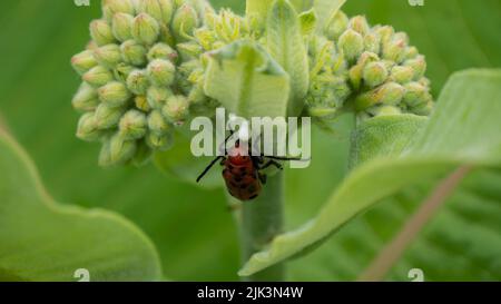 Nahaufnahme eines roten Milchkäfer, der den weißen saft einer Milchkrautpflanze trinkt, die an einem warmen Sommertag im Juni auf einem Feld wächst. Stockfoto