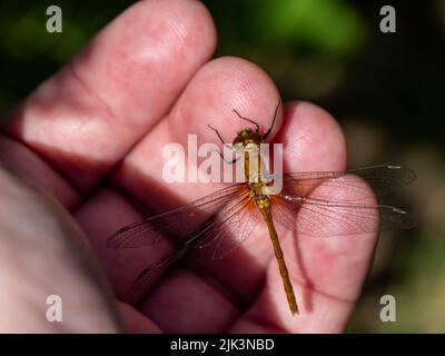 Nahaufnahme einer weißgesichtigen Wiesenfalke-Libelle, die an einem hellen Sommertag im juli auf einer menschlichen Hand ruht und einen verschwommenen Hintergrund hat. Stockfoto