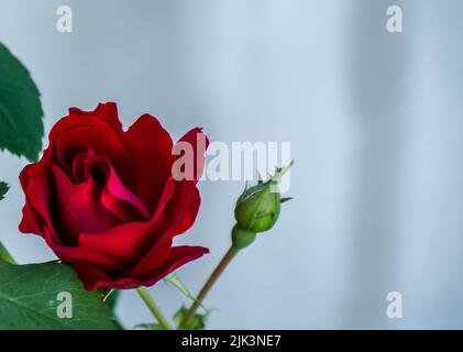 Nahaufnahme der roten Blume einer Rosenpflanze, die an einem warmen Sommertag im Juli in einem Blumengarten wächst, mit einem verschwommenen weißen Hintergrund. Stockfoto