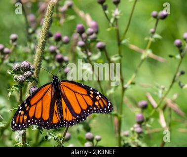 Nahaufnahme eines Monarchschmetterlings, der auf den Blütenknospen einer schleichenden Distelpflanze ruht, die an einem warmen, hellen Sommertag im juli auf einem Feld wächst. Stockfoto