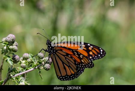 Nahaufnahme eines Monarchschmetterlings, der auf den Blütenknospen einer schleichenden Distelpflanze ruht, die an einem warmen, hellen Sommertag im juli auf einem Feld wächst. Stockfoto