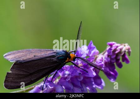 Nahaufnahme einer virginia Ctenucha-Tigmote, die Nektar von einer violetten Kuh-Vetch-Blume sammelt. Stockfoto