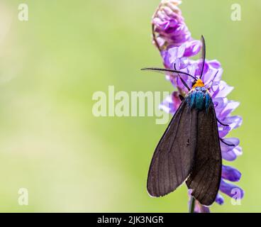 Nahaufnahme einer virginia Ctenucha-Tigmote, die Nektar von einer violetten Kuh-Vetch-Blume sammelt. Stockfoto