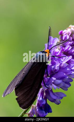 Nahaufnahme einer virginia Ctenucha-Tigmote, die Nektar von einer violetten Kuh-Vetch-Blume sammelt. Stockfoto