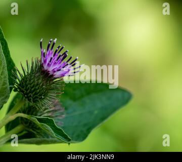 Nahaufnahme der violetten Blume einer kleineren Klettenpflanze, die an einem warmen Sommertag im juli in einem Wald wächst und einen verschwommenen Hintergrund hat. Stockfoto