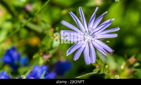 Nahaufnahme der blauen Blume auf einer wilden Zichoriumpflanze, die an einem warmen, hellen Sommertag im Juli auf einer Wiese mit verschwommenem Hintergrund wächst. Stockfoto