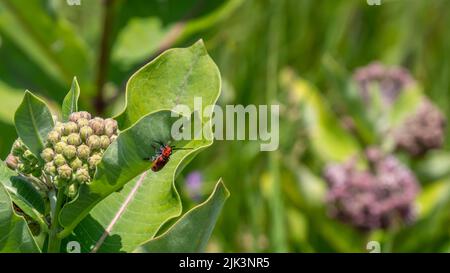 Nahaufnahme eines roten Milchkäfer, der auf einem Blatt einer Milchkrautpflanze kriecht, die an einem warmen Sommertag im Juli auf einem Feld wächst. Stockfoto