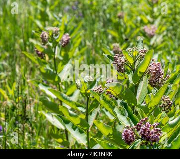 Nahaufnahme der violetten Blüten einer blühenden Melkweed-Pflanze, die an einem warmen Sommertag im Juli auf einem Feld wächst und einen verschwommenen Hintergrund hat. Stockfoto