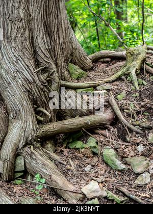 Nahaufnahme der Wurzeln und des Baumstammes eines Arborvitae-Zypressenbaums, der an einem warmen Sommertag im Juli im Wald am Wasser wächst. Stockfoto