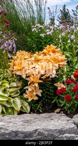 Nahaufnahme der gelben Blüten einer Lilienpflanze, die in einem Blumengarten wächst, der von einer Vielzahl anderer blühender Pflanzen umgeben ist. Stockfoto