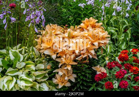 Nahaufnahme der gelben Blüten einer Lilienpflanze, die in einem Blumengarten wächst, der von einer Vielzahl anderer blühender Pflanzen umgeben ist. Stockfoto