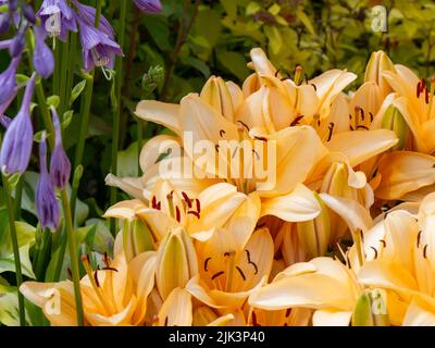 Nahaufnahme der gelben Blüten einer Lilienpflanze, die an einem warmen Sommertag im Juli in einem Blumengarten wächst. Stockfoto