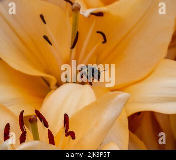 Nahaufnahme einer urbane Gärtnerbiene, die Nektar aus einer Lilienblume sammelt, die an einem Sommertag im Juli in einem Garten wächst. Stockfoto