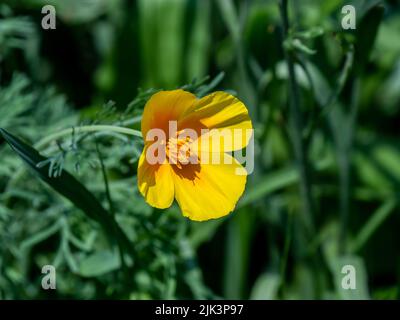 Nahaufnahme der gelben Blume einer wilden kalifornischen Mohnpflanze, die an einem warmen sonnigen Tag im Juli in einem Wildblumengarten wächst. Stockfoto