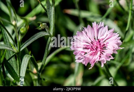 Nahaufnahme der rosa Blume einer Kornblumenpflanze, die an einem hellen sonnigen Tag im Juli in einem Wildblumengarten mit verschwommenem Hintergrund wächst. Stockfoto