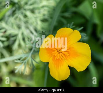 Nahaufnahme der gelben Blume einer wilden kalifornischen Mohnpflanze, die an einem warmen sonnigen Tag im Juli in einem Wildblumengarten wächst. Stockfoto