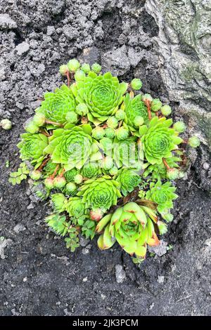 Sukkulenten Pflanzen im Garten. Aeonium lindleyi Pflanzen. Sukulente Pflanze für die Landschaftsgestaltung im Innenhof. Draufsicht. Stockfoto