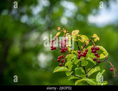 Nahaufnahme der roten Beeren auf einem gemeinsamen Chokecherry-Baum, der an einem warmen Sommertag im Juli am Waldrand wächst. Stockfoto