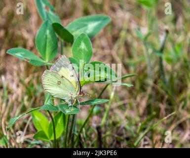 Nahaufnahme eines wolkigen Schwefelschmetterlings, der auf dem Blatt einer Kleeblatt-Pflanze ruht, die an einem warmen, sonnigen Tag im Juli auf einem Feld wächst. Stockfoto