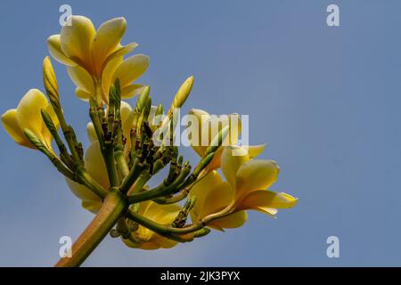 Frangipani-Blüten, die blühen, sind eine Kombination aus Gelb- und Elfenbeinweiß, isoliert an einem klaren Himmel Stockfoto