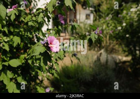 Details zur geringen Schärfentiefe (selektiver Fokus) mit Hollyhocks-Pflanzen und Blumen. Stockfoto
