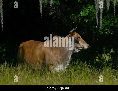 Großes braunes Zebu-Rind - Bos taurus indicus - steht auf Wiese, Weide oder Ackerland