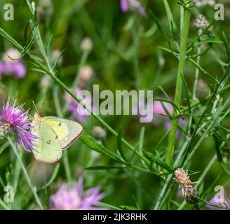 Nahaufnahme eines wolkigen Schwefelschmetterlings, der Nektar aus der violetten Blume auf einer schleichenden Distelpflanze sammelt, die auf einem Feld wächst. Stockfoto