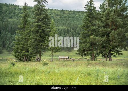 Ein verlassenes Holzhaus auf einer grünen Lichtung zwischen großen Tannen im Vordergrund. Wunderschöne Berglandschaft im Sommer Stockfoto