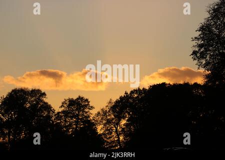 Bäume im Abendlicht Stockfoto