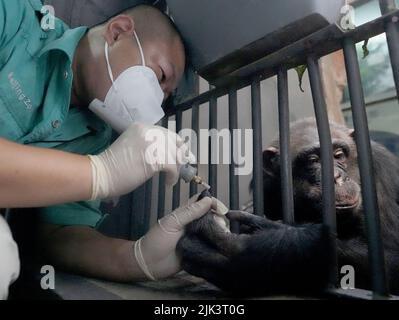 (220730) -- PEKING, 30. Juli 2022 (Xinhua) -- Wang Zheng trimmt Nägel für Nan Nan im Pekinger Zoo in Peking, der Hauptstadt Chinas, 14. Juli 2022. Wang Zheng arbeitet seit 17 Jahren im Gorilla-Haus des Pekinger Zoos. Er kümmert sich um alle Aspekte der hier lebenden Tiere. Als Züchter muss Wang die psychologischen Aktivitäten, das Temperament und die Verhaltensmuster der Tiere lernen und verstehen, um eine bessere Zucht zu erreichen. Der unvergesslichste Moment für Wang über die Jahre war, als Nan Nan, ein künstlich erzogener Schimpanse, 2021 ein weibliches Junge zur Welt brachte. Es war das zweite Mal, dass Nan Nan hatte Stockfoto