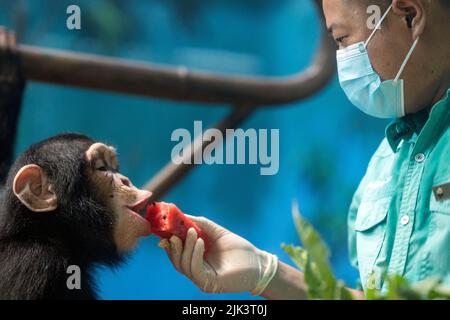 (220730) -- PEKING, 30. Juli 2022 (Xinhua) -- Wang Zheng bietet einem Schimpansen im Pekinger Zoo in Peking, der Hauptstadt Chinas, Wassermelone an, 14. Juli 2022. Wang Zheng arbeitet seit 17 Jahren im Gorilla-Haus des Pekinger Zoos. Er kümmert sich um alle Aspekte der hier lebenden Tiere. Als Züchter muss Wang die psychologischen Aktivitäten, das Temperament und die Verhaltensmuster der Tiere lernen und verstehen, um eine bessere Zucht zu erreichen. Der unvergesslichste Moment für Wang über die Jahre war, als Nan Nan, ein künstlich erzogener Schimpanse, 2021 ein weibliches Junge zur Welt brachte. Es war das zweite Mal, dass N Stockfoto