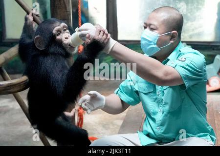 (220730) -- PEKING, 30. Juli 2022 (Xinhua) -- Wang Zheng pflegt ein Schimpansenjunges im Pekinger Zoo in Peking, der Hauptstadt Chinas, am 14. Juli 2022. Wang Zheng arbeitet seit 17 Jahren im Gorilla-Haus des Pekinger Zoos. Er kümmert sich um alle Aspekte der hier lebenden Tiere. Als Züchter muss Wang die psychologischen Aktivitäten, das Temperament und die Verhaltensmuster der Tiere lernen und verstehen, um eine bessere Zucht zu erreichen. Der unvergesslichste Moment für Wang über die Jahre war, als Nan Nan, ein künstlich erzogener Schimpanse, 2021 ein weibliches Junge zur Welt brachte. Es war das zweite Mal, dass Nan Nan hatte Stockfoto