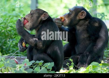 (220730) -- PEKING, 30. Juli 2022 (Xinhua) -- Schimpansen essen Früchte im Pekinger Zoo in Peking, der Hauptstadt Chinas, 14. Juli 2022. Wang Zheng arbeitet seit 17 Jahren im Gorilla-Haus des Pekinger Zoos. Er kümmert sich um alle Aspekte der hier lebenden Tiere. Als Züchter muss Wang die psychologischen Aktivitäten, das Temperament und die Verhaltensmuster der Tiere lernen und verstehen, um eine bessere Zucht zu erreichen. Der unvergesslichste Moment für Wang über die Jahre war, als Nan Nan, ein künstlich erzogener Schimpanse, 2021 ein weibliches Junge zur Welt brachte. Es war das zweite Mal, dass Nan Nan geboren hatte Stockfoto