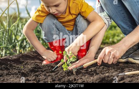 Sohn und Mutter verpflanzen Setzlinge in den Garten und bereiten den Boden an einem sonnigen Sommertag vor. Das Konzept der fürsorglichen Arbeit in Ihrem Garten w Stockfoto