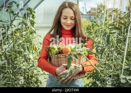 Eine junge Farmerin sammelt frische Gemüsegomaten in einem Gewächshaus. Bio-Rohprodukte, die auf einem Hausgarten angebaut werden Stockfoto
