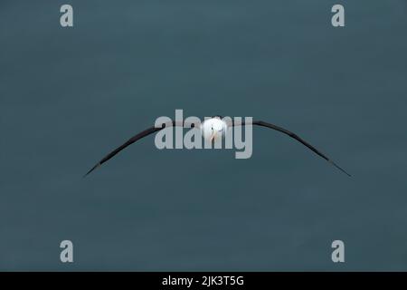 Schwarzbrauen-Albatross Thalassarche melanophris, im Flug Erwachsener, Bempton Cliffs, East Riding of Yorkshire, Großbritannien, September Stockfoto