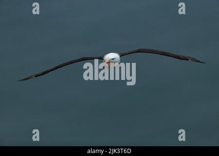 Schwarzbrauen-Albatross Thalassarche melanophris, im Flug Erwachsener, Bempton Cliffs, East Riding of Yorkshire, Großbritannien, September Stockfoto