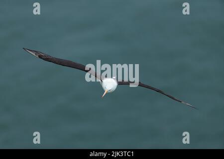 Schwarzbrauen-Albatross Thalassarche melanophris, im Flug Erwachsener, Bempton Cliffs, East Riding of Yorkshire, Großbritannien, September Stockfoto