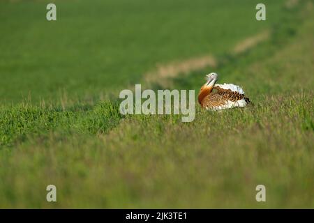 Große bustard Otis tarda, Erwachsene anzeigen, Salisbury Plain, Wiltshire, Großbritannien, April Stockfoto