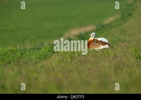 Große bustard Otis tarda, Erwachsene anzeigen, Salisbury Plain, Wiltshire, Großbritannien, April Stockfoto