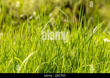 Frisches grünes saftiges junges Gras in der Sonne. Stockfoto