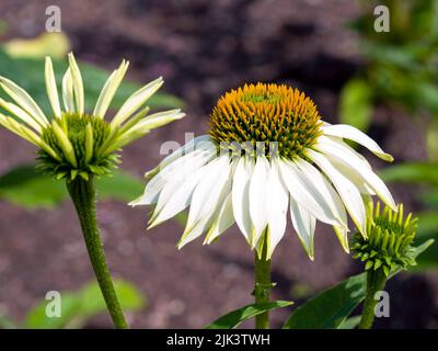 Weißer Blütenkäfer Echinacea purpurea Weißer Schwan in einem Garten Stockfoto