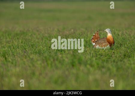 Große bustard Otis tarda, Erwachsene anzeigen, Salisbury Plain, Wiltshire, Großbritannien, April Stockfoto