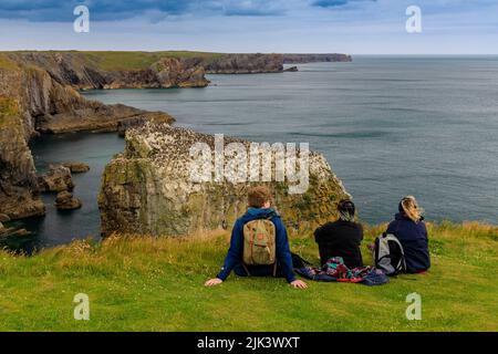 Vogelbeobachter beobachten einen Nistplatz für Guillemots und Razorbills auf den dramatischen Elegug Stacks im Pembrokeshire Coast National Park, Wales, Großbritannien Stockfoto